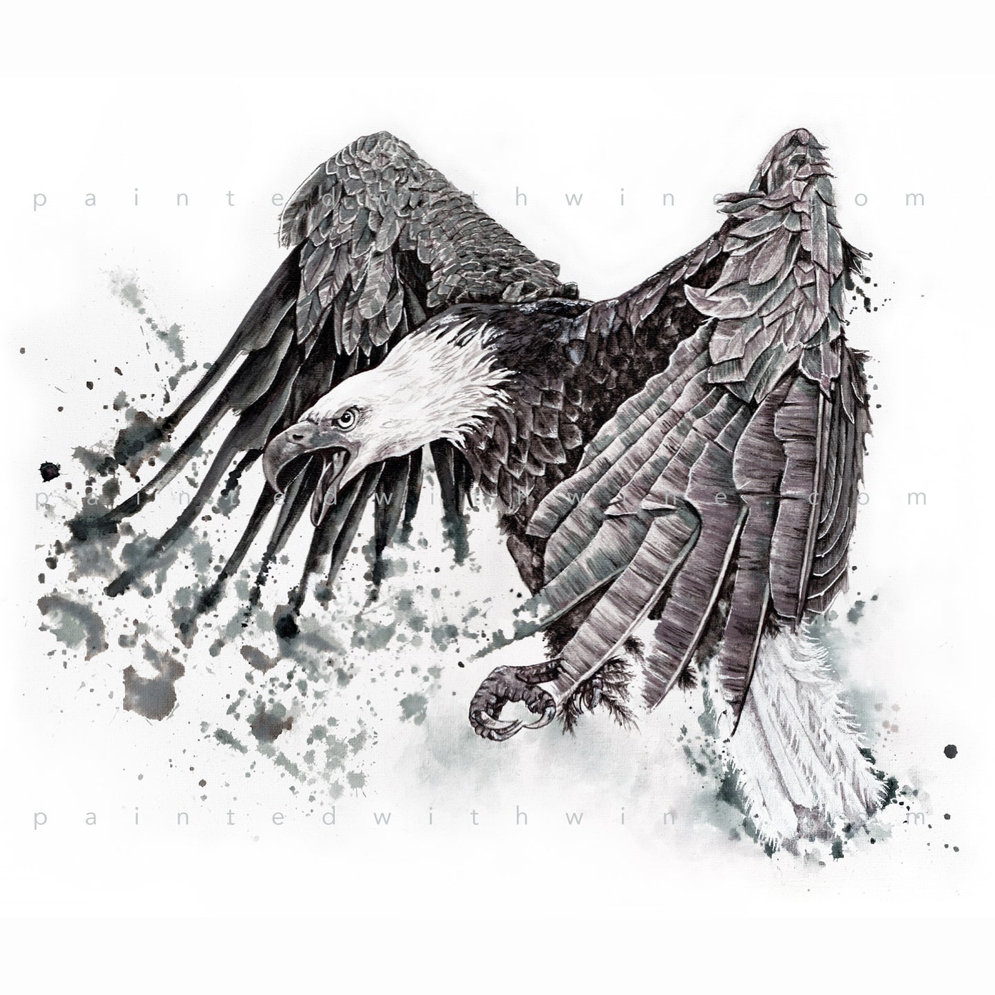 Bald Eagle