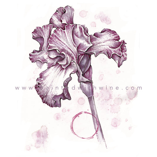 Flower - Iris